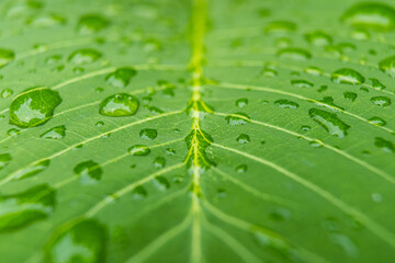 Raindrops on a Leaf: Capturing Nature’s Serenity
