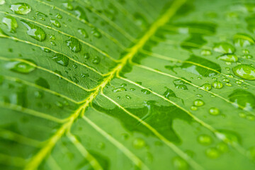 Raindrops on a Leaf: Capturing Nature’s Serenity