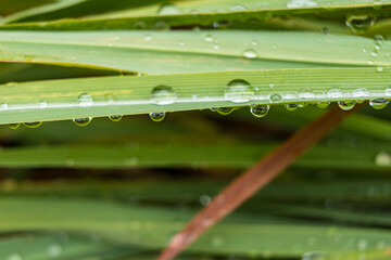 Raindrops on a Leaf: Capturing Nature’s Serenity