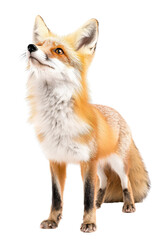 A graceful fox standing elegantly, isolate on white background, highlighting its striking features. cutout png