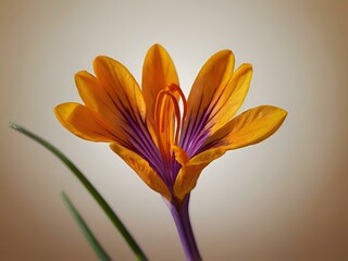 Fototapeta premium Saffron flower photographed in the garden in the house during the day with good lighting. beautiful purple flowers