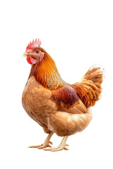 Fototapeta premium A stylish chicken wearing a suit, isolate on white background, combining elegance with humor. cutout png