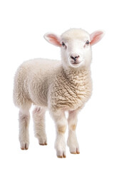 Fototapeta premium A sheep standing on all fours, isolate on white background, showcasing its woolly texture and features. cutout png