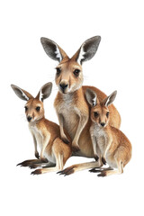 Obraz premium A family of kangaroos, isolate on white background, gathered together with joyful expressions and playful poses. cutout png
