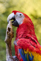 Close-up of bird parrot red ara
