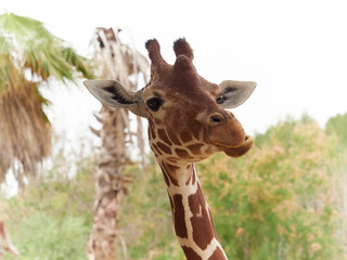 Close-up of a giraffe in front of some palm