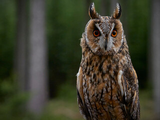 Detail portrait of long-eared owl (Asio otus) with space for text