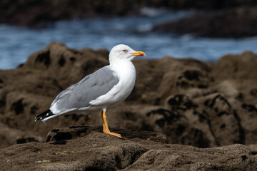 Yellow legged Gull (Larus michahellis) on the rocks with the Atlantic Ocean in the background