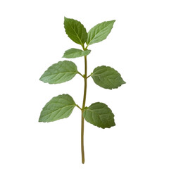 Naklejka premium Green Mint Sprig Isolated on Black Background