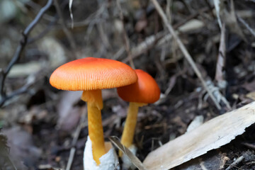 赤くてかわいいタマゴタケ