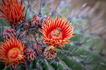 Cactus flowers with bees collecting nectar