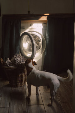Dog near laundry basket with sunlight over washing machine