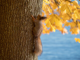 squirrel on a maple tree