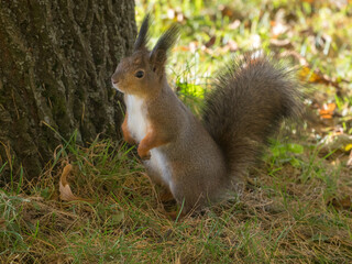 squirrel near the tree