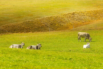 Cows eating grass on a green pasture