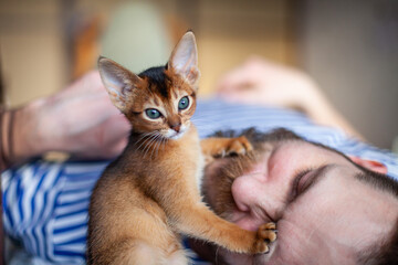 Lifestyle photo of little abyssinian ruddy kitten playing with sleeping man touching his face. Red...