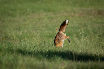 The red fox (Vulpes vulpes) hunting on meadow. Wildlife, Slovakia