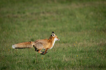 The red fox (Vulpes vulpes) running on meadow. Wildlife, Slovakia