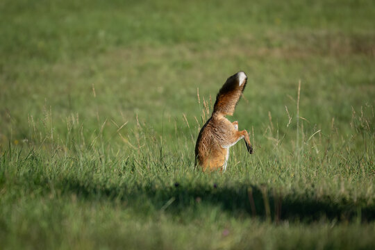 The red fox (Vulpes vulpes) hunting on meadow. Wildlife, Slovakia