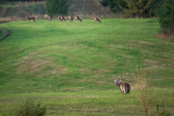 The red deer (Cervus elaphus) on meadow. Wildlife, Slovakia
