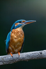 Common kingfisher (Alcedo atthis) sitting on brach. Wildlife, Czech Republic