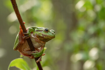 European tree frog (Hyla arborea). Wildlife, Czech Republic.