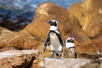 African penguins at Stoney Point Nature Reserve, Bettys Bay, South Africa