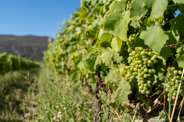 Wine growing in South Africa in summer mood