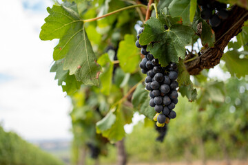 South African wine production with red grape varieties. Close-ups of grapes.