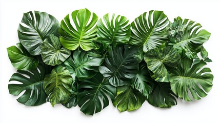 Green Tropical Monstera Leaves on White Background