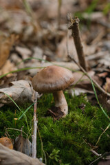 Mushroom is sitting on a patch of moss