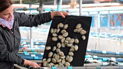 Woman shows bunch of abalone stuck to black plastic from tank on aquafarm
