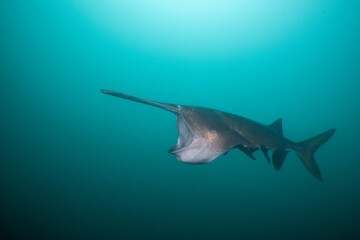 American paddlefish feeding on plankton in lake
