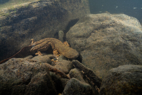 Brown hellbender in rocky riverbed