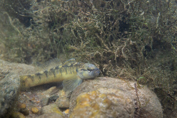 Fantail darter displaying in riverbed