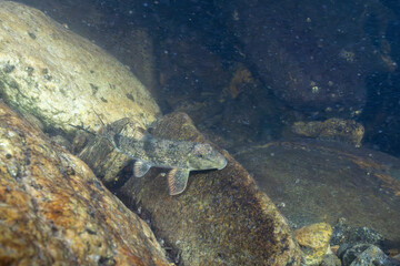 Northern hogsucker on a rock