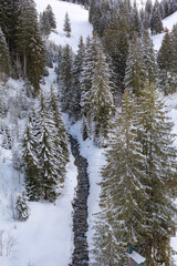 Fototapeta premium Pine snow covered trees, winter top view
