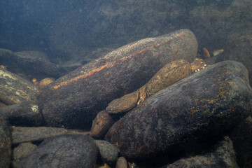 Brown hellbender in the rocks