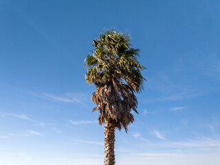 Palmera al viento con cielo azul de fondo