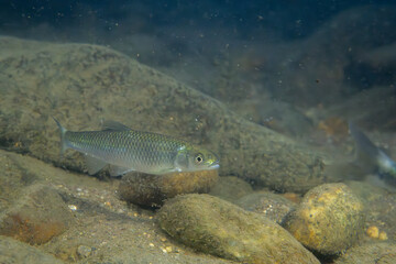 Greenfin shiner in a river
