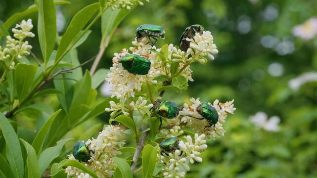 Rose chafer (Cetonia aurata) beetle, bugs feeding on wild privet
