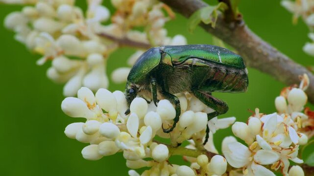 Rose chafer (Cetonia aurata) beetle, bugs feeding on wild privet