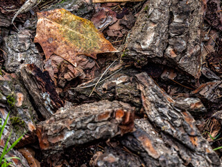 Morning mist condensed water drops on a leaf and tree bark pieces laid on the ground. Autumn has come once again.