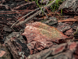 Morning mist condensed water drops on a leaf and tree bark pieces laid on the ground. Autumn has come once again.