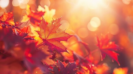 Vibrant Maple Leaves Under Sunlight
