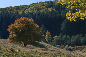 Colorful autumn landscape with meadow and forest of mixed coniferous and deciduous trees, Vitosha mountain, Bulgaria  