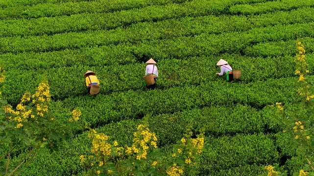 An ethnic Muong woman harvesting green tea on Long Coc tea hill, Phu Tho province, Vietnam