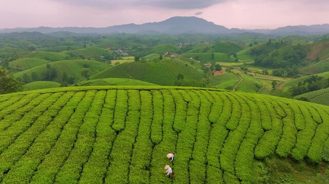 An ethnic Muong woman harvesting green tea on Long Coc tea hill, Phu Tho province, Vietnam