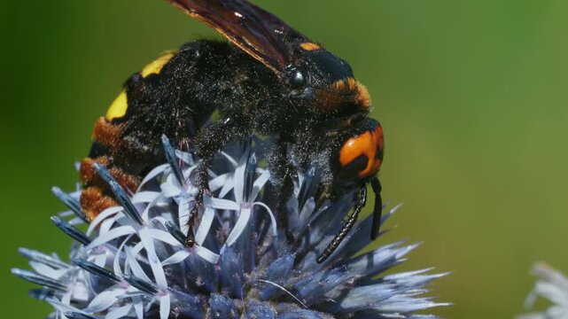 European mammoth wasp (Megascolia maculata) feeding on flowers