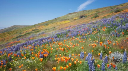 Vibrant Hillside Covered in Wildflowers in Bloom